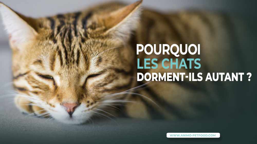 pourquoi-les-chats-dorment-ils-autant